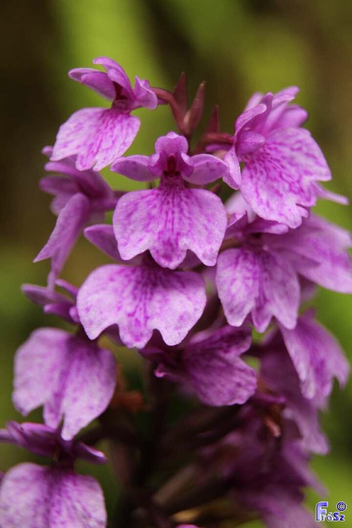 Dactylorhiza foliosa flower