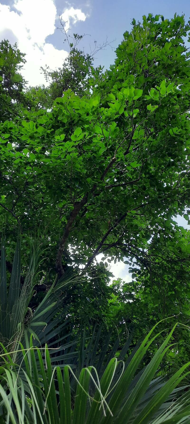 Koompassia malaccensis — search result for 'Singapore'