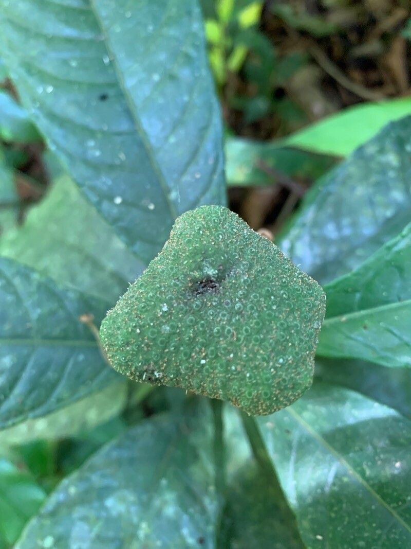 Dorstenia hirta fruit