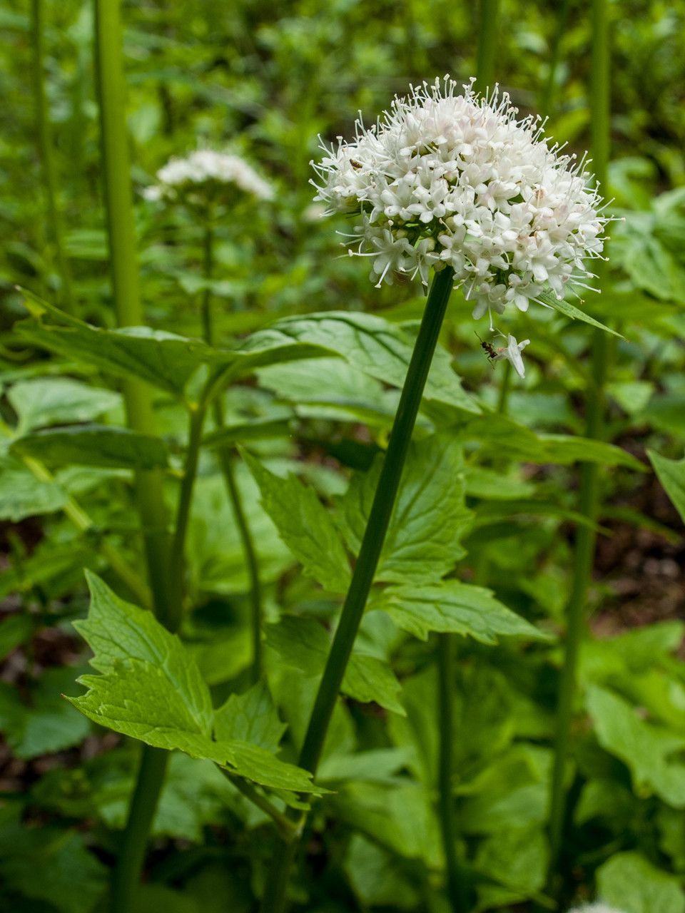 Valeriana sitchensis flower