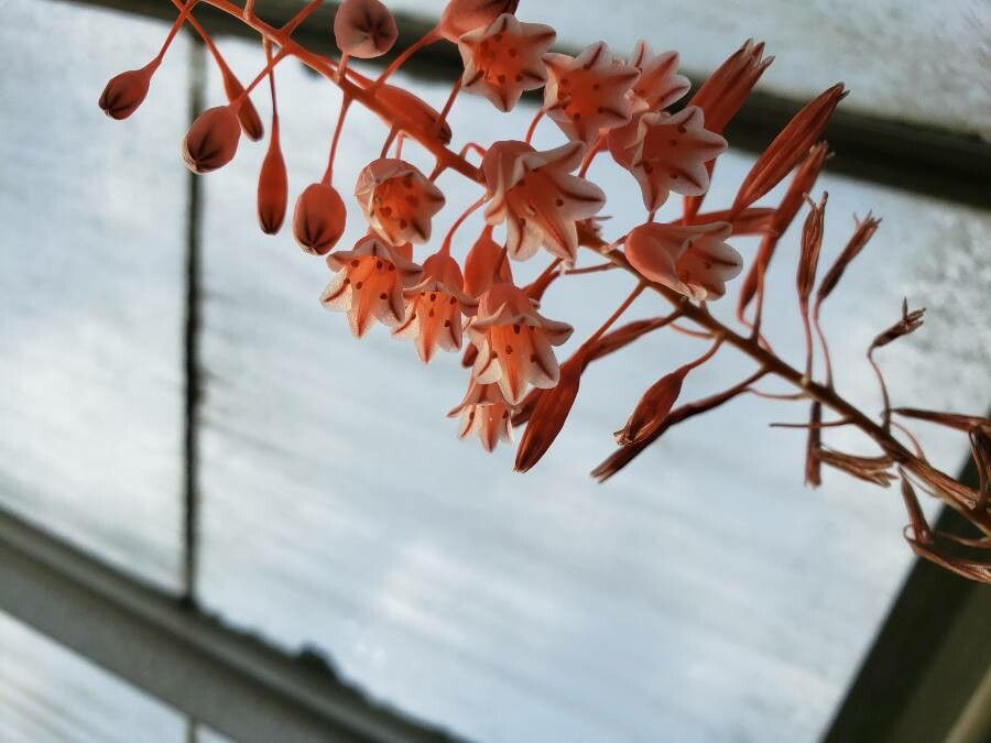 Aloe bellatula flower