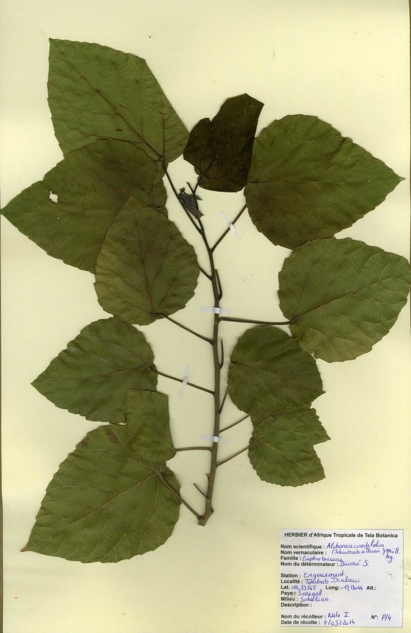 Alchornea cordifolia other