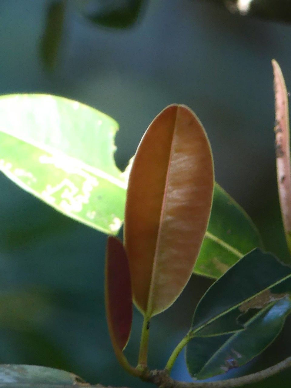 Labourdonnaisia calophylloides — houseplant care guide