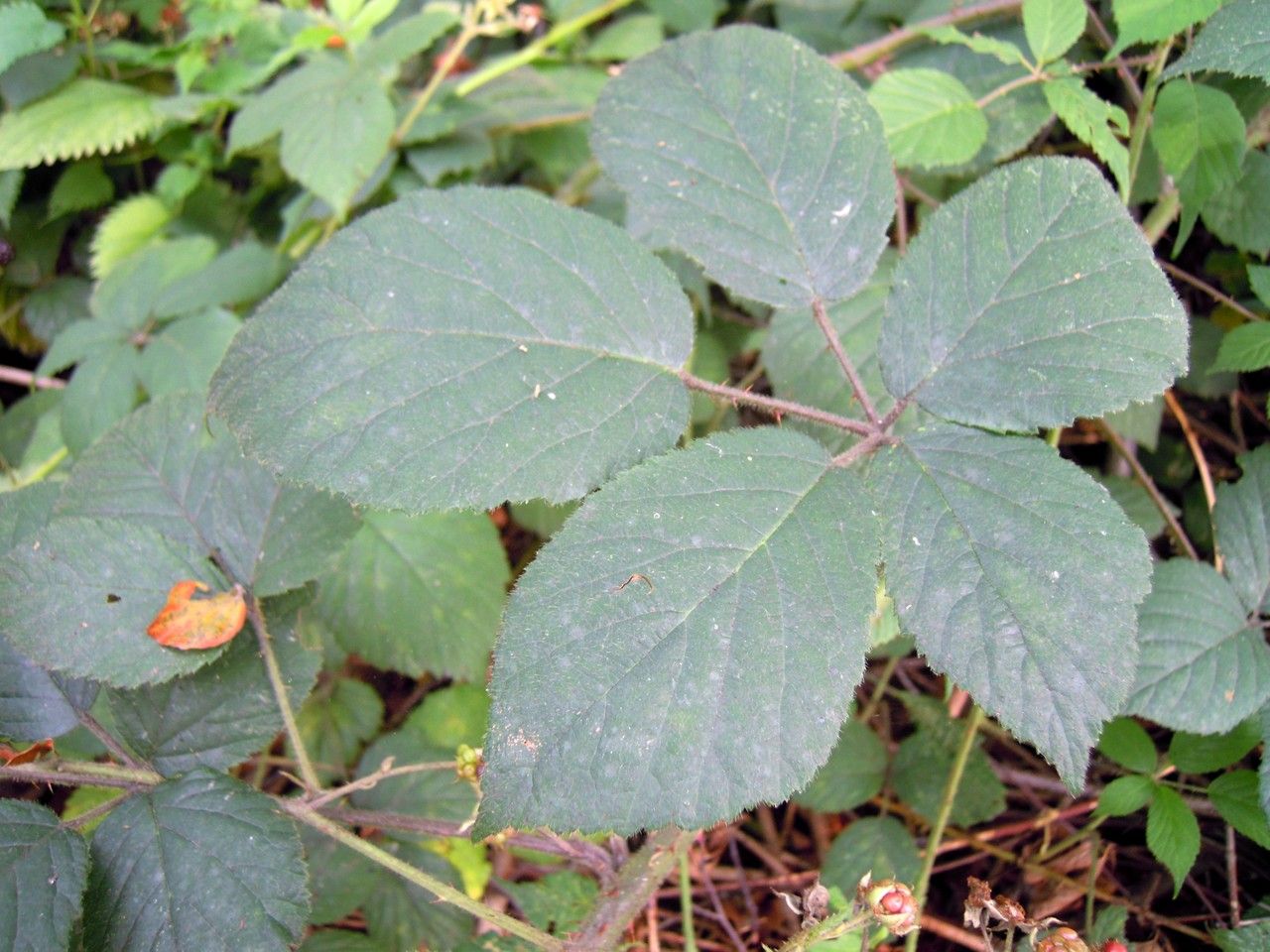 Rubus loehrii leaf