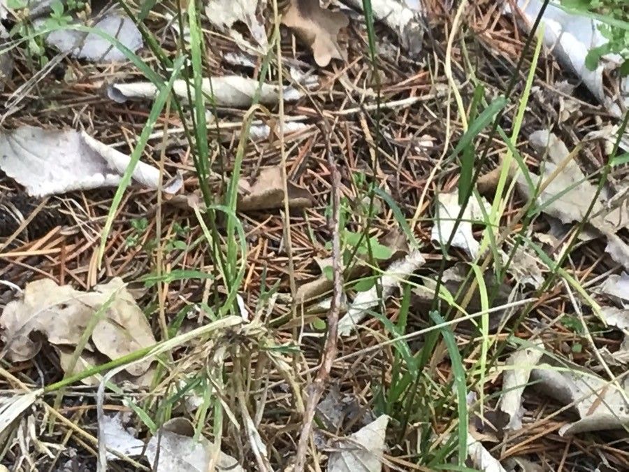 Poa nemoralis — search result for 'Poa'