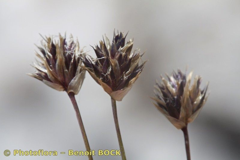 Sesleria ovata fruit