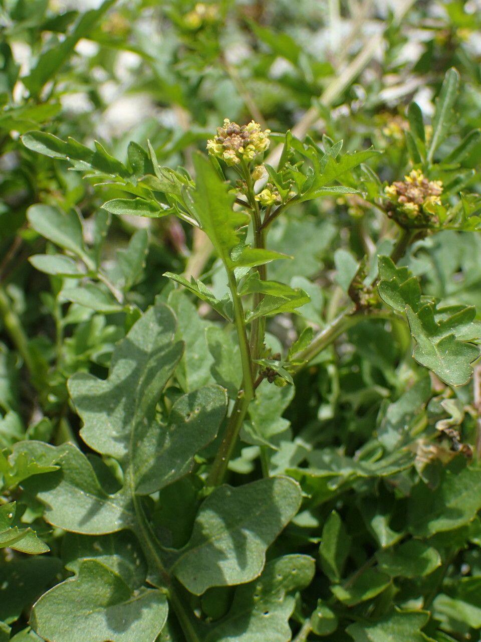 Rorippa islandica leaf