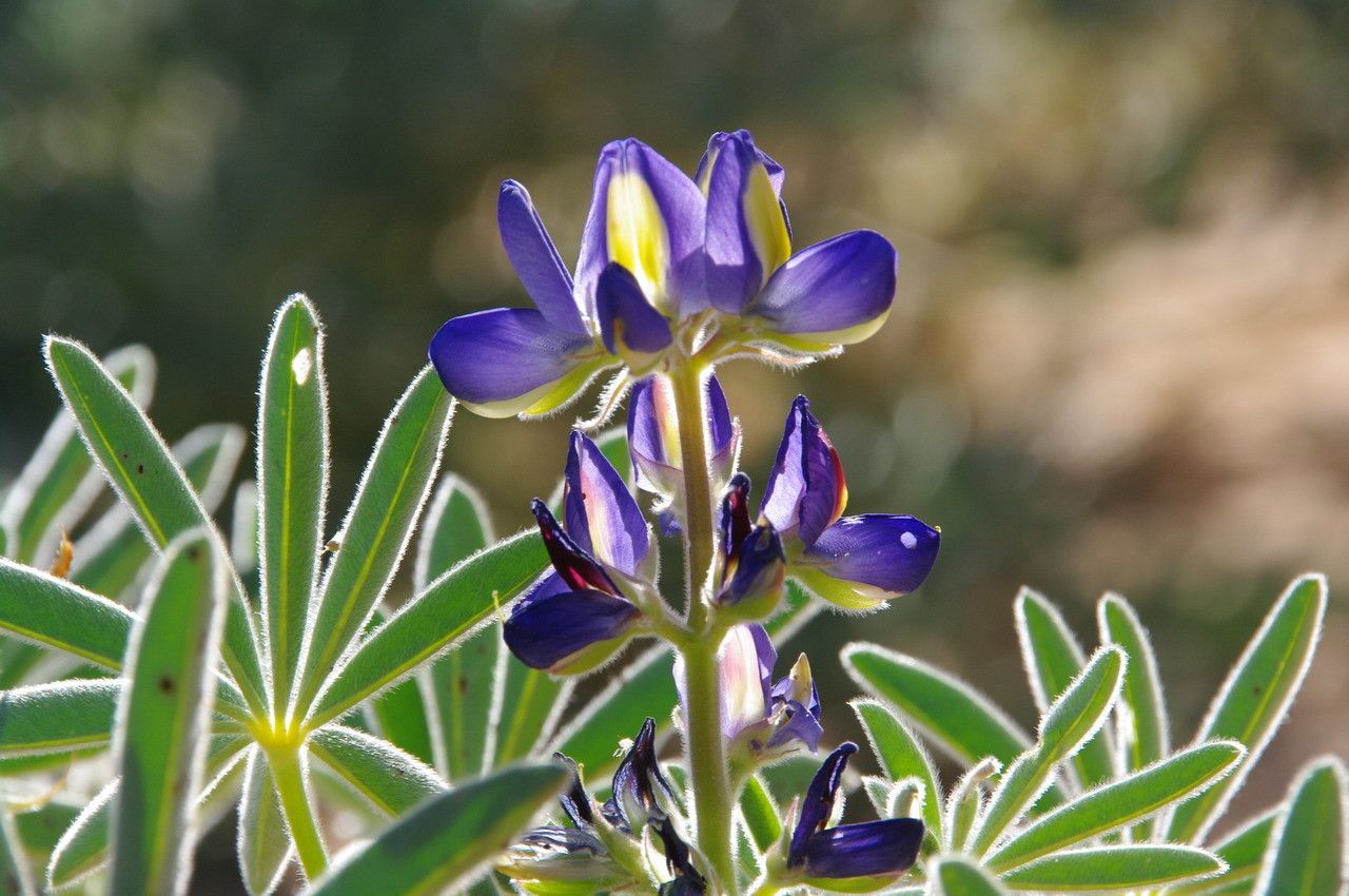 Lupinus digitatus flower