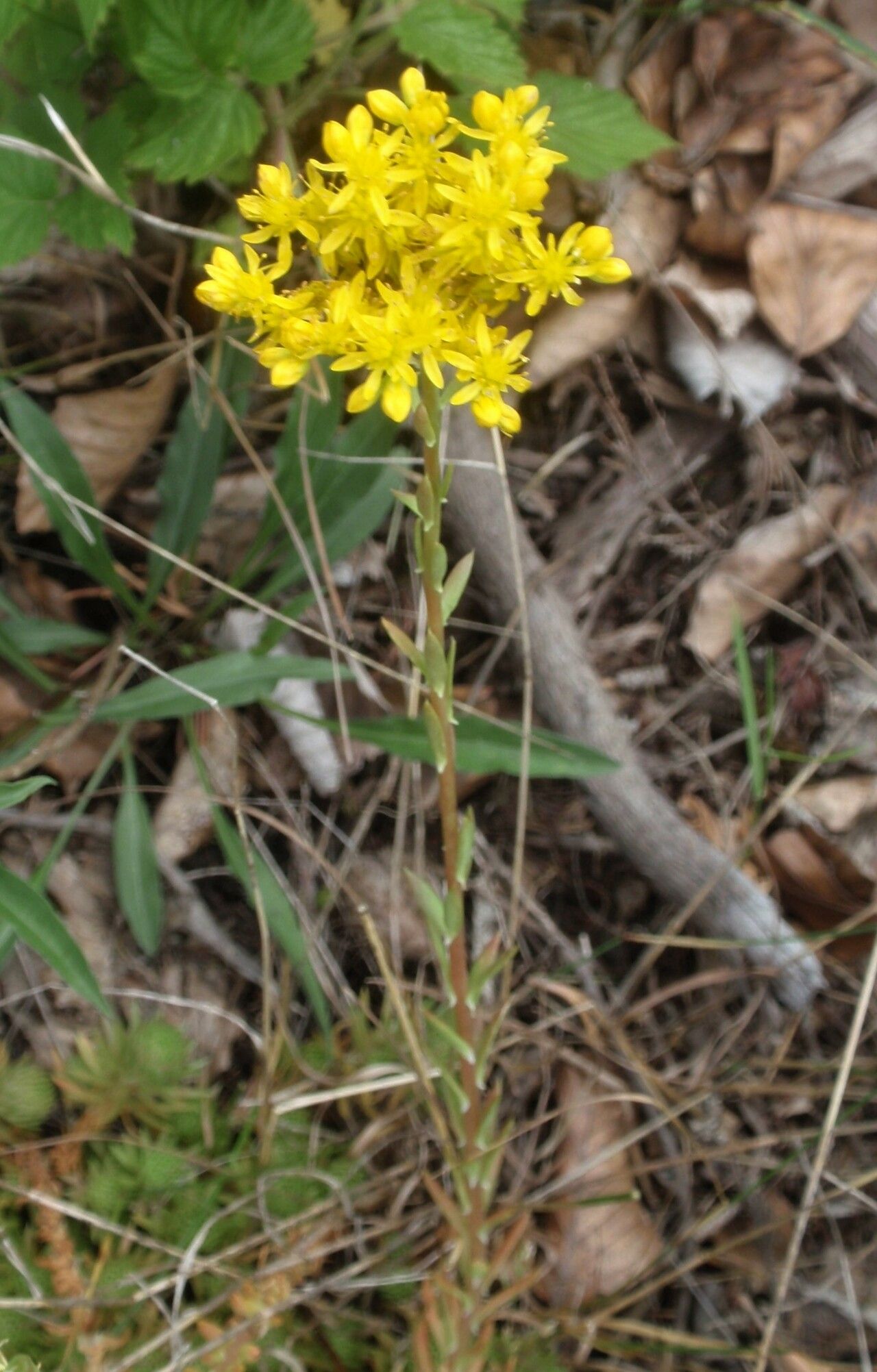 Sedum forsterianum flower