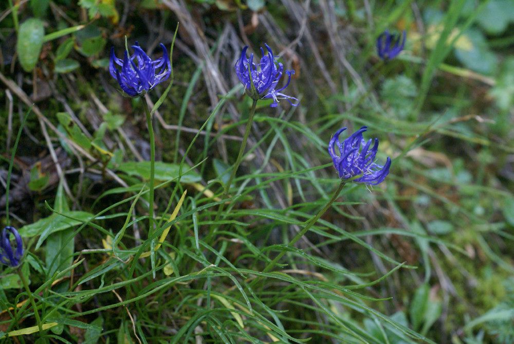 Phyteuma humile habit