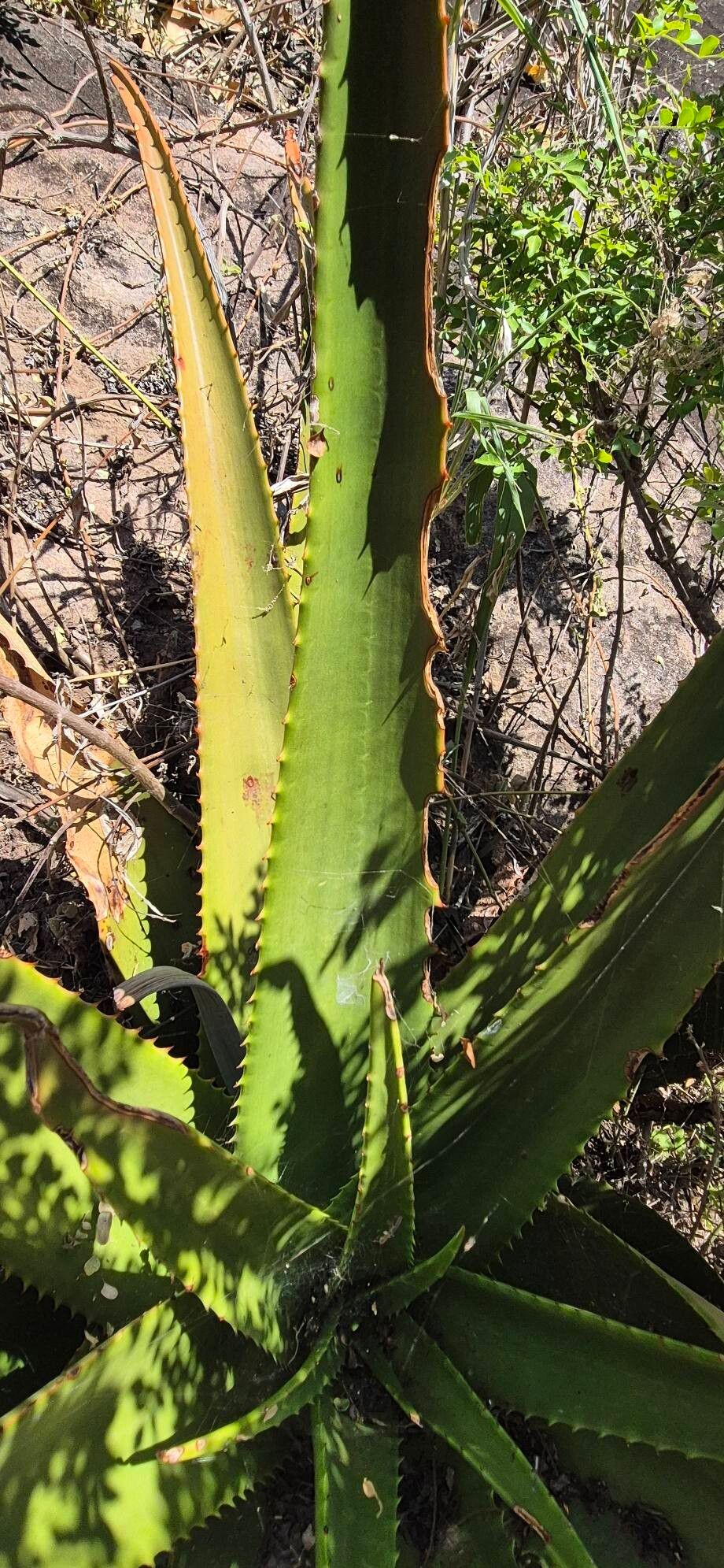 Aloe wilsonii leaf