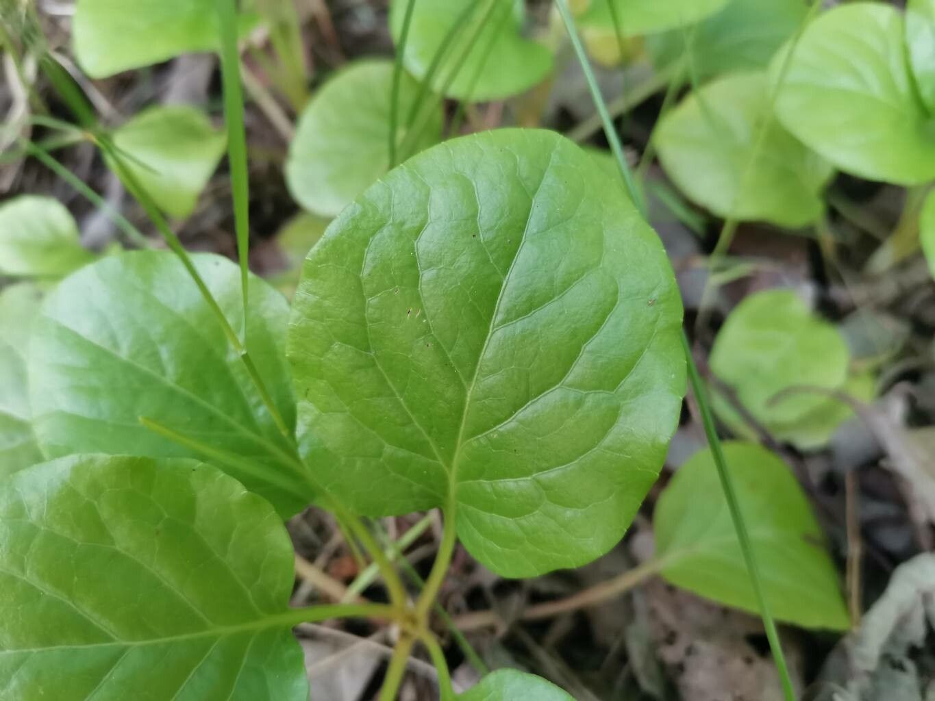Pyrola rotundifolia — search result for 'Mongolia'