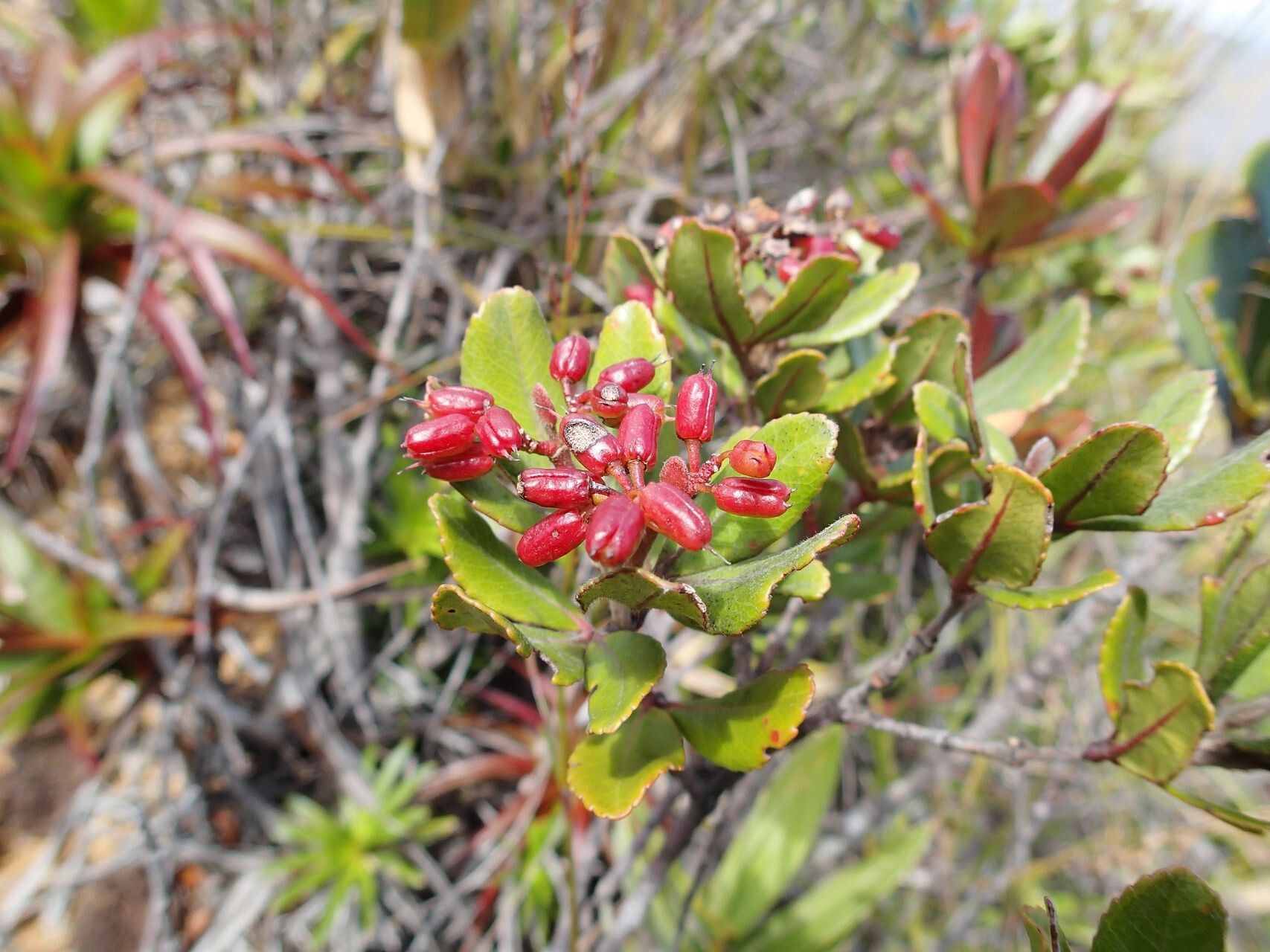 Cunonia pseudoverticillata habit