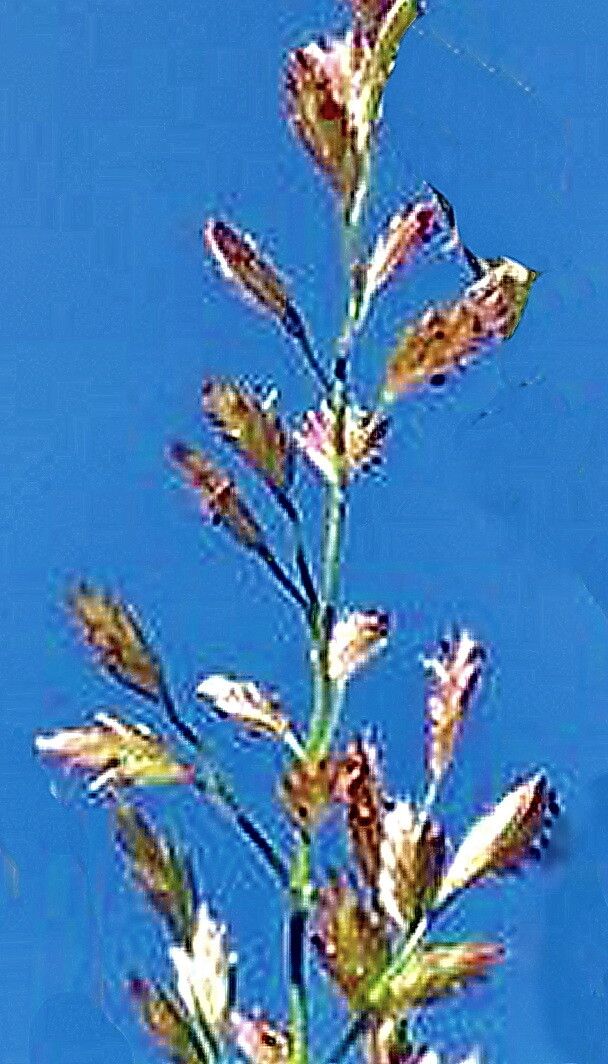 Eragrostis secundiflora — search result for 'Eragrostis'