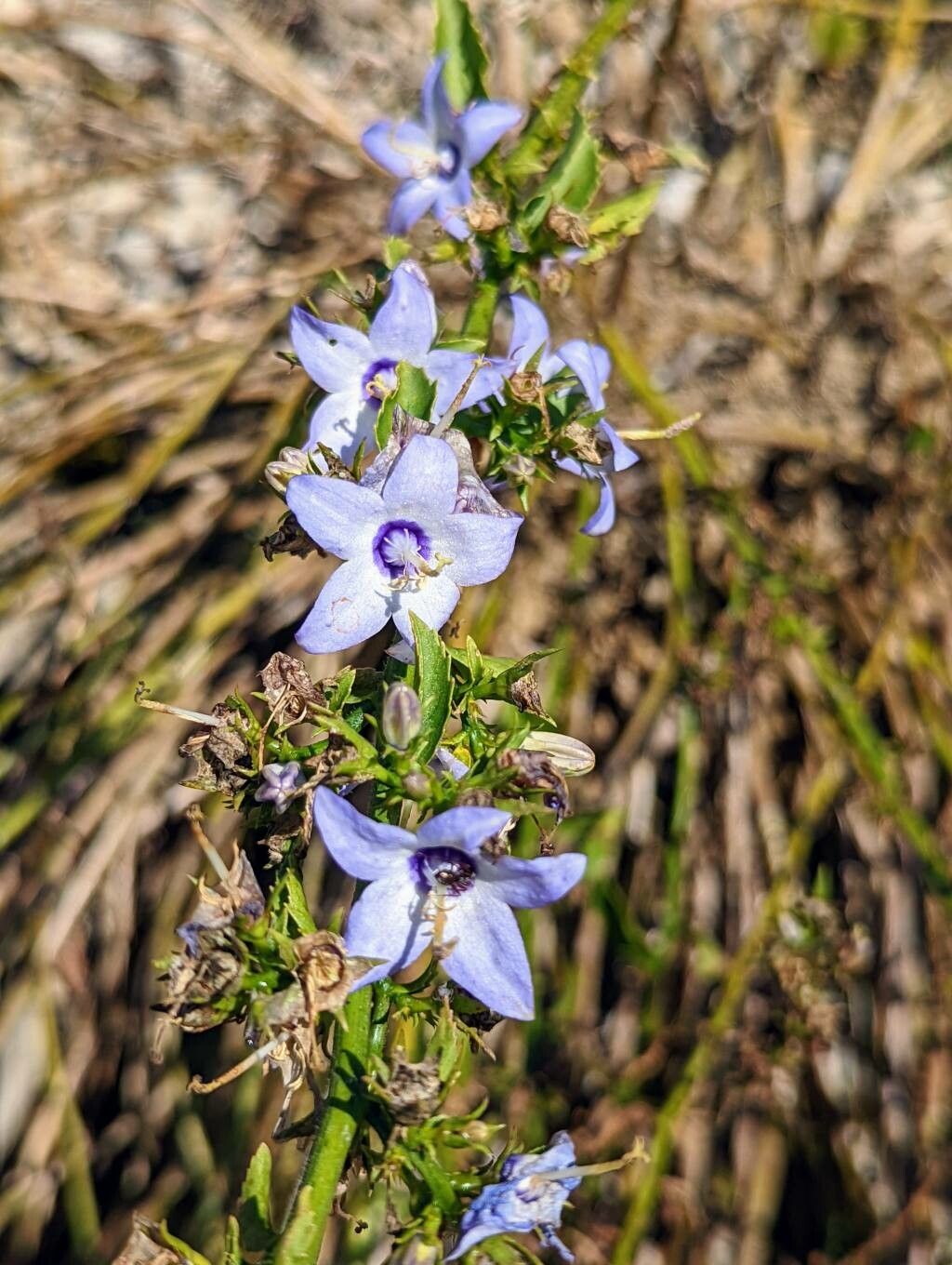 Campanula versicolor flower