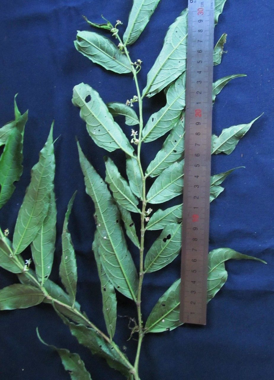 Solanum roblense other