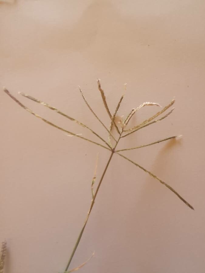Cynodon plectostachyus flower