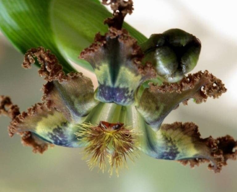 Ferraria divaricata — related species from the same genus