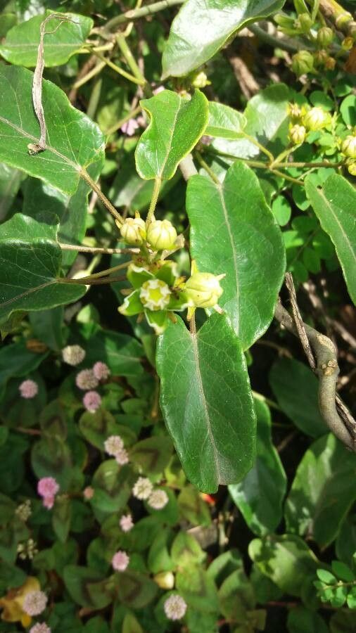 Gonolobus edulis flower