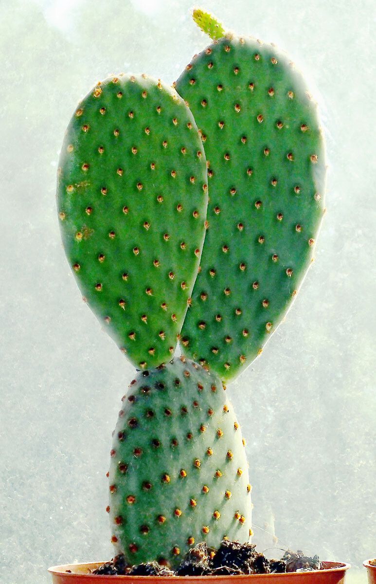 Opuntia rufida habit