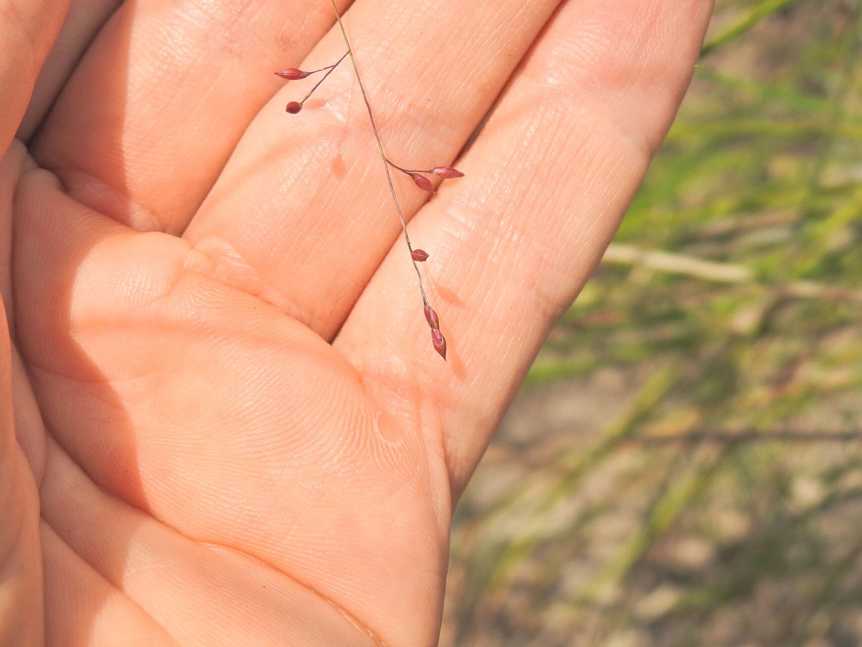 Panicum simile flower