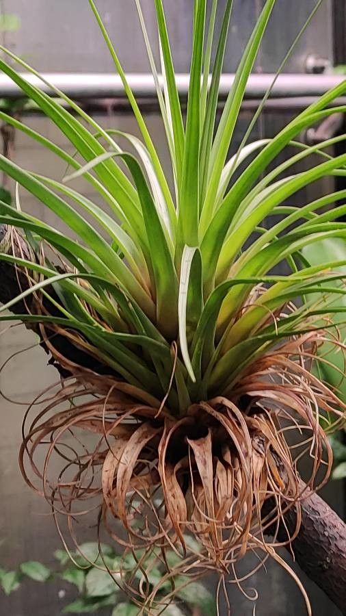 Neoregelia spectabilis habit