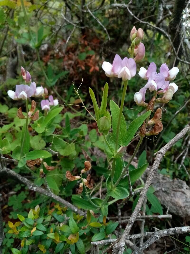 Lathyrus subandinus — search result for 'Lathyrus'