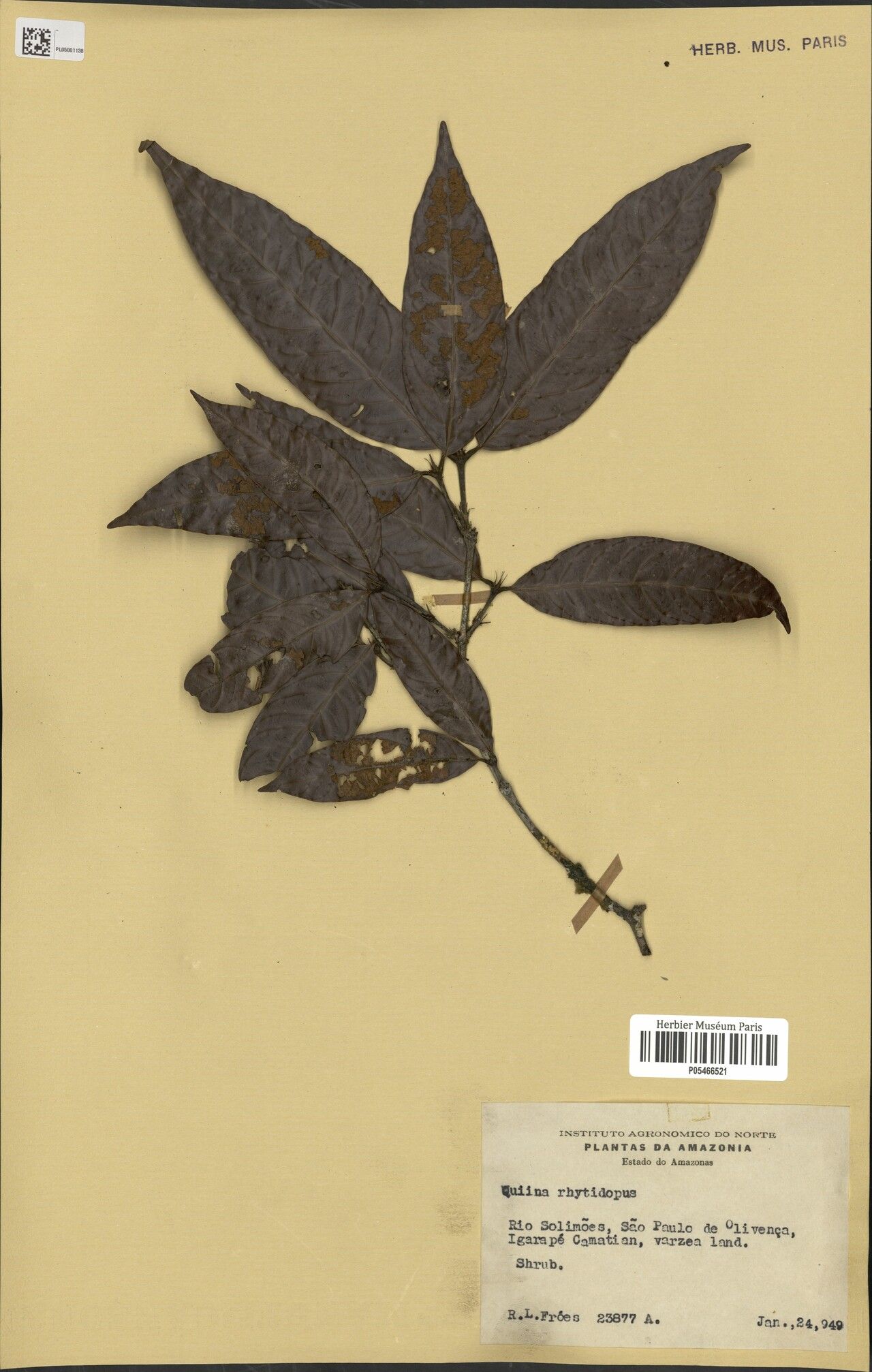 Quiina rhytidopus — houseplant care guide