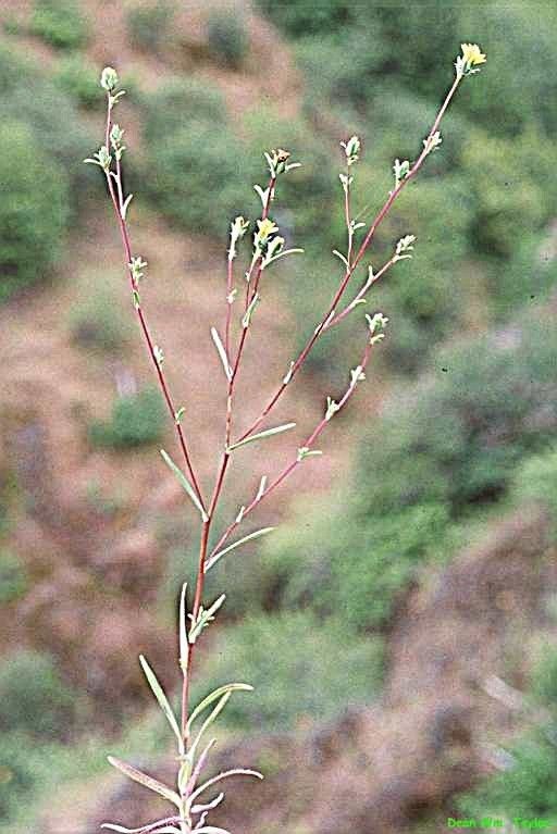 Lagophylla ramosissima habit