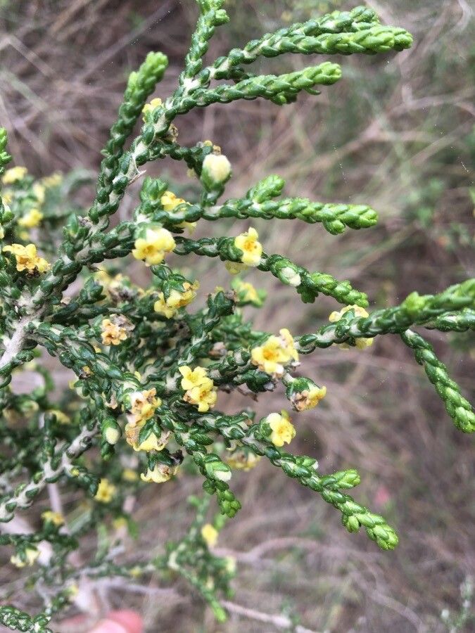 Thymelaea hirsuta flower