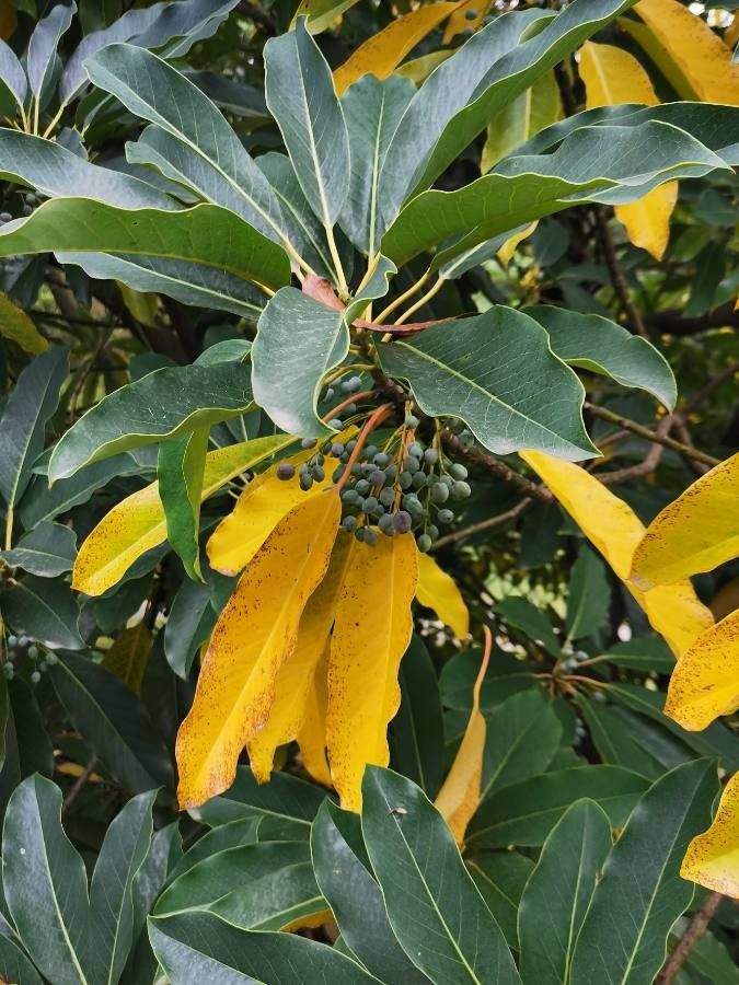 Daphniphyllum macropodum fruit