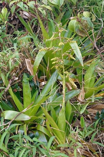Pitcairnia micotrinensis habit