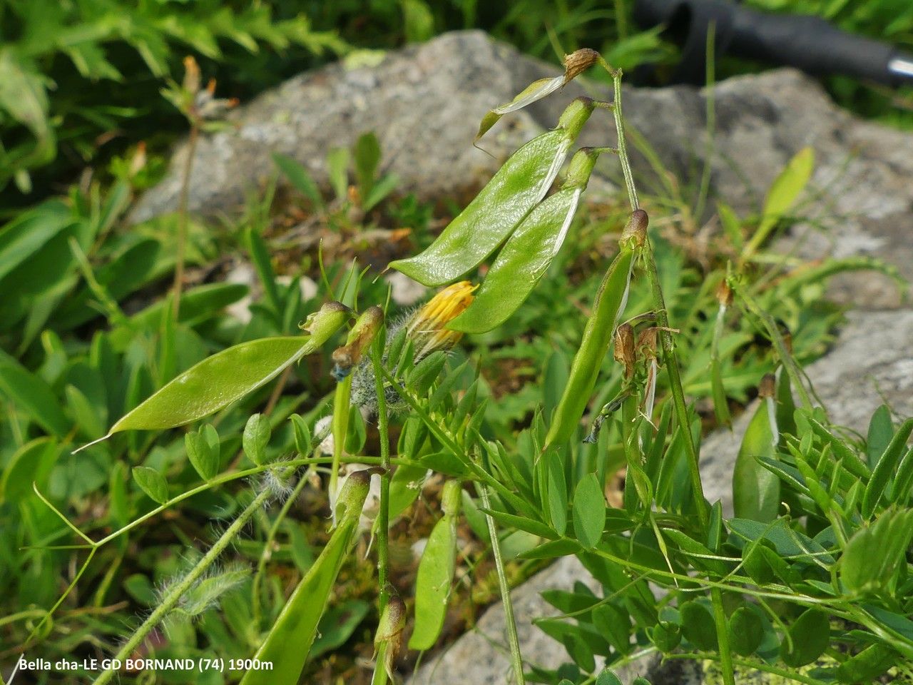 Vicia sylvatica fruit