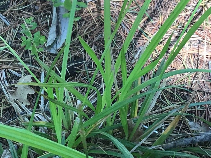 Carex pseudocyperus — search result for 'Cyperus'