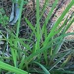 Carex pseudocyperus