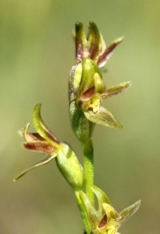 Prasophyllum alpinum — related species from the same genus
