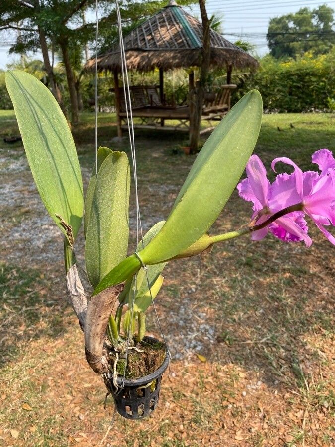 Cattleya mendelii habit