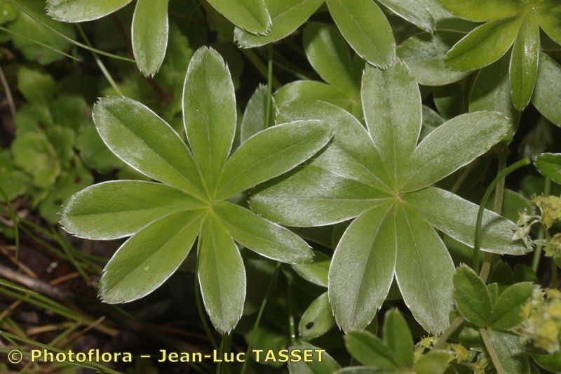 Alchemilla amphisericea leaf