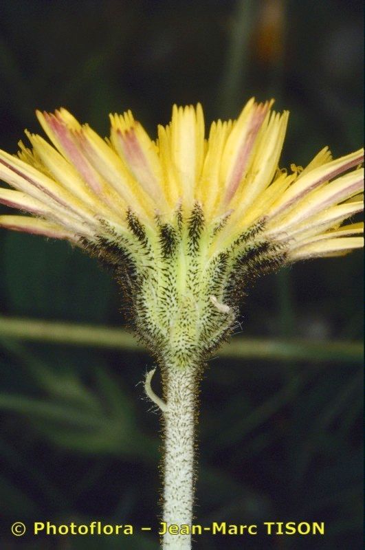 Pilosella billyana flower