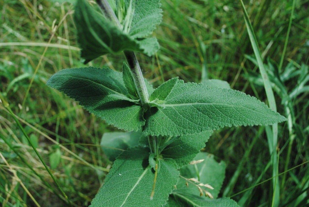 Salvia tesquicola — houseplant care guide