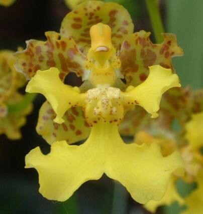 Trichocentrum cavendishianum — related species from the same genus