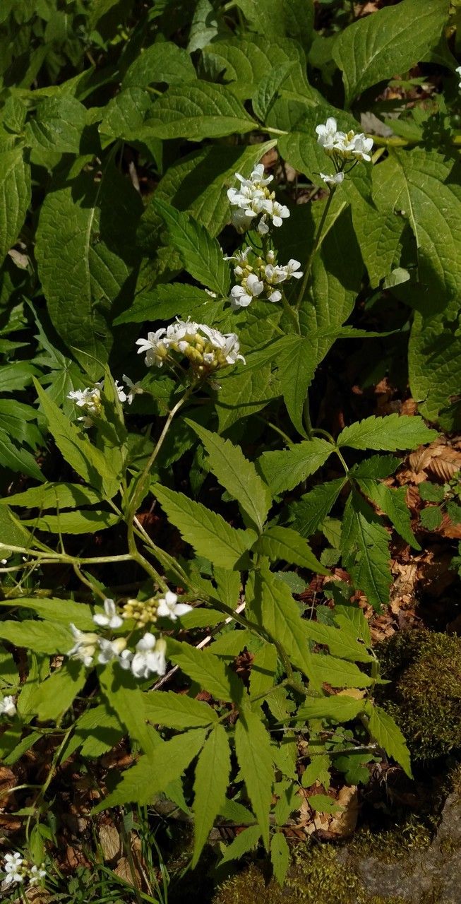 Cardamine leucantha — search result for 'Cardamine'