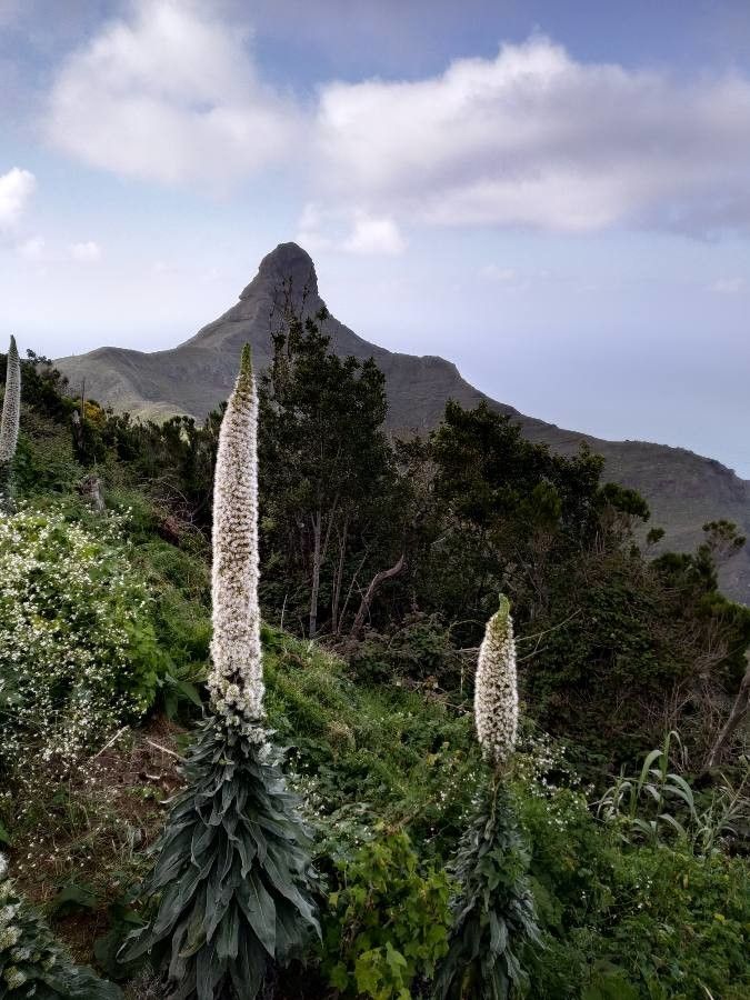 Echium simplex flower