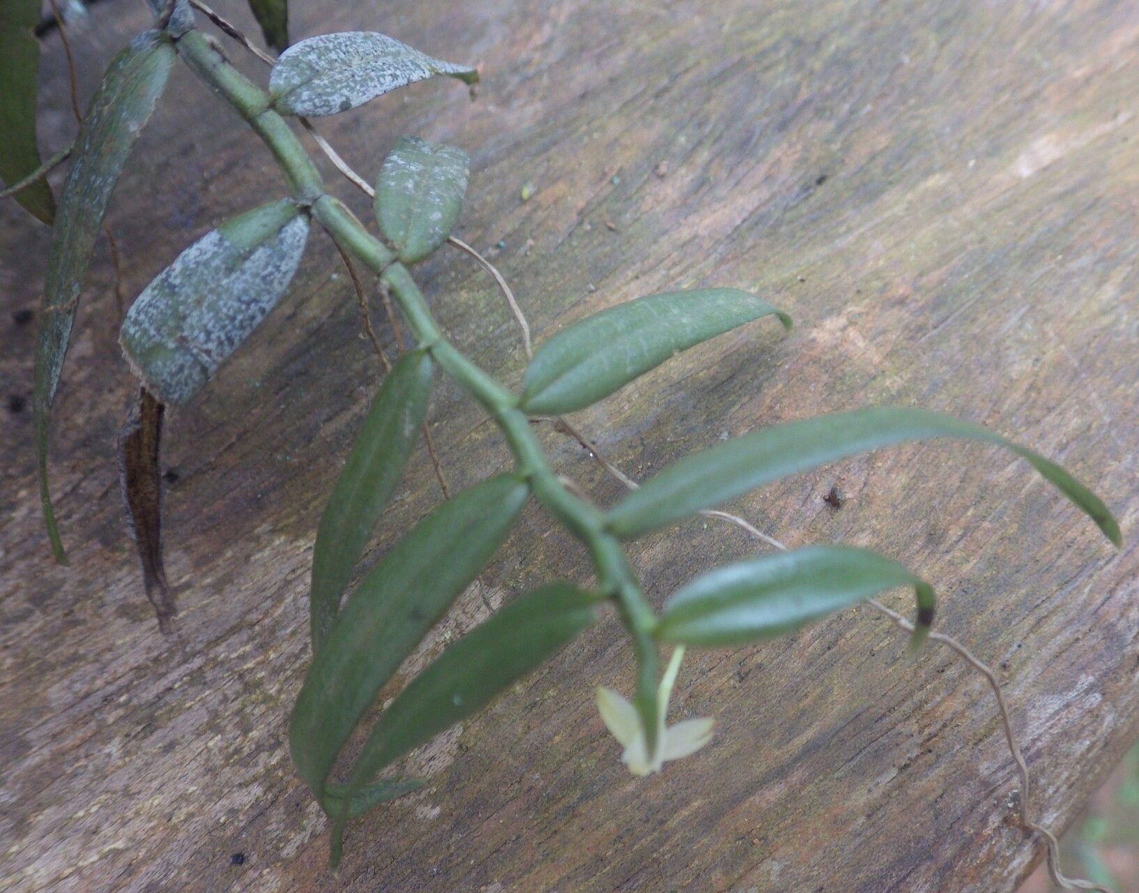 Angraecum lanceolatum leaf