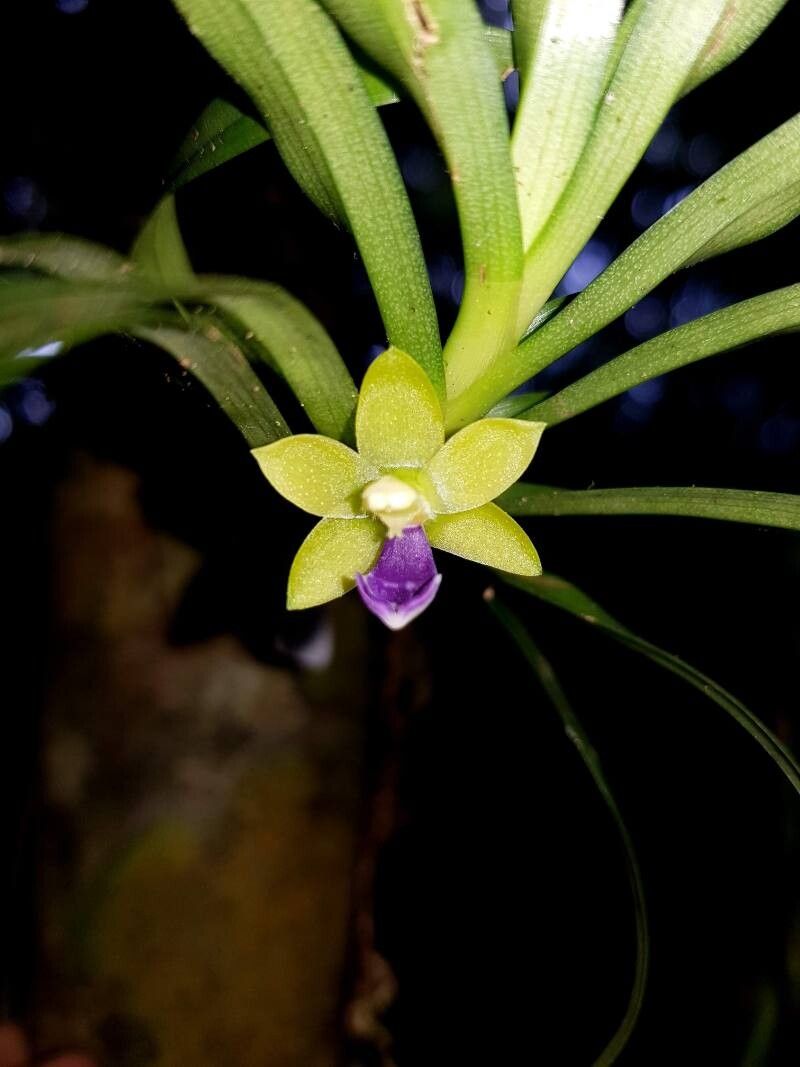 Dichaea trulla flower