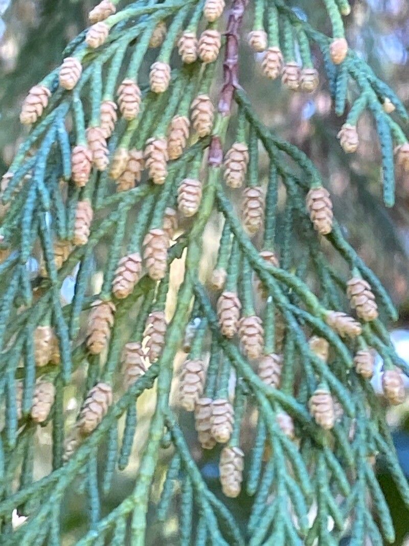 Cupressus pendula flower
