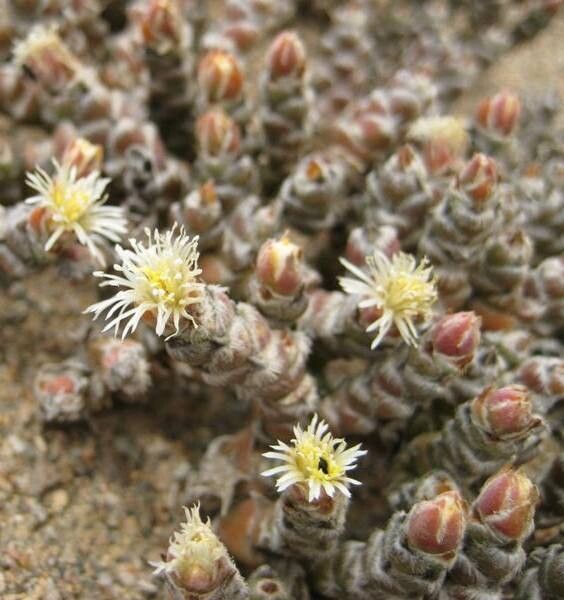 Mesembryanthemum marlothii flower