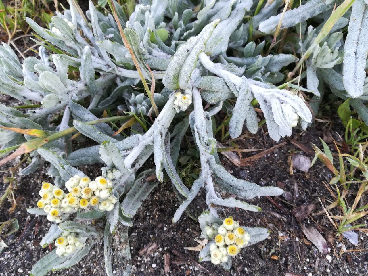 Pseudognaphalium stramineum flower