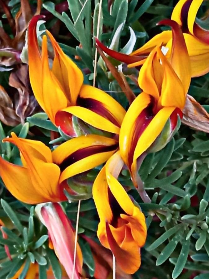 Lotus maculatus flower