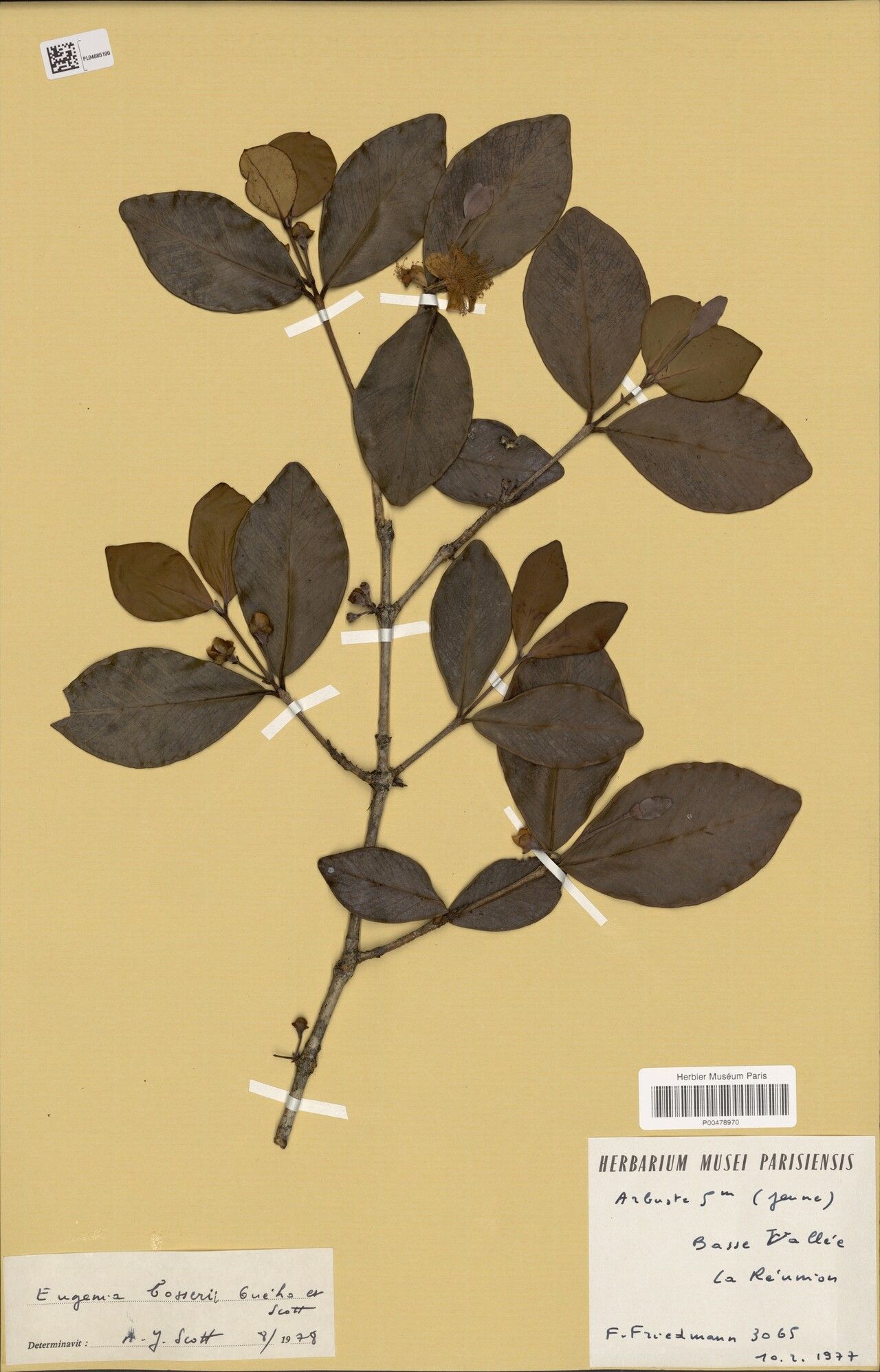 Eugenia bosseri — houseplant care guide